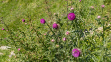 Gewöhnliche Kratzdistel, Bienen / Arztal, Ellbögen, Tirol, Österreich