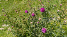 Gewöhnliche Kratzdistel, Bienen / Arztal, Ellbögen, Tirol, Österreich