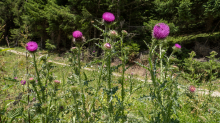 Gewöhnliche Kratzdistel, Bienen / Arztal, Ellbögen, Tirol, Österreich