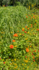 Blumenwiese / Kurpark Igls, Innsbruck, Tirol, Österreich