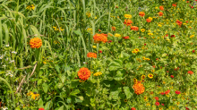 Blumenwiese / Kurpark Igls, Innsbruck, Tirol, Österreich