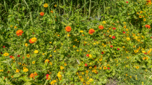 Blumenwiese / Kurpark Igls, Innsbruck, Tirol, Österreich