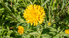 Ringelblume / Kurpark Igls, Innsbruck, Tirol, Österreich