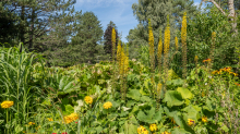 Garten-Kerzen-Goldkolben, Goldkolbenblätter / Kurpark Igls, Innsbruck, Tirol, Österreich