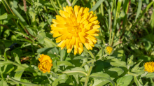 Ringelblume / Kurpark Igls, Innsbruck, Tirol, Österreich