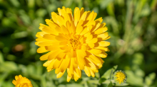 Ringelblume / Kurpark Igls, Innsbruck, Tirol, Österreich