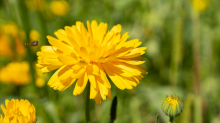 Ringelblume / Kurpark Igls, Innsbruck, Tirol, Österreich