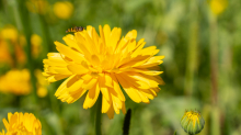 Ringelblume / Kurpark Igls, Innsbruck, Tirol, Österreich