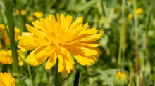 Ringelblume / Kurpark Igls, Innsbruck, Tirol, Österreich