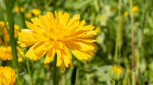 Ringelblume / Kurpark Igls, Innsbruck, Tirol, Österreich