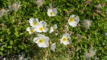 Alpen-Mohn / Alpengarten der Universität Innsbruck, Patscherkofel, Tirol, Österreich