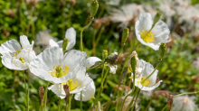 Alpen-Mohn / Alpengarten der Universität Innsbruck, Patscherkofel, Tirol, Österreich