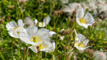 Alpen-Mohn / Alpengarten der Universität Innsbruck, Patscherkofel, Tirol, Österreich