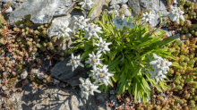 Alpen-Edelweiß / Alpengarten der Universität Innsbruck, Patscherkofel, Tirol, Österreich