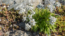 Alpen-Edelweiß / Alpengarten der Universität Innsbruck, Patscherkofel, Tirol, Österreich