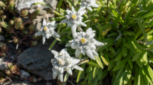 Alpen-Edelweiß / Alpengarten der Universität Innsbruck, Patscherkofel, Tirol, Österreich