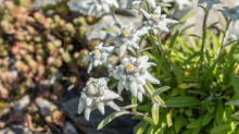 Alpen-Edelweiß / Alpengarten der Universität Innsbruck, Patscherkofel, Tirol, Österreich