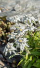 Alpen-Edelweiß / Alpengarten der Universität Innsbruck, Patscherkofel, Tirol, Österreich