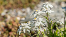 Alpen-Edelweiß / Alpengarten der Universität Innsbruck, Patscherkofel, Tirol, Österreich