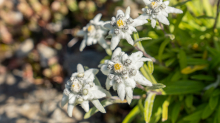 Alpen-Edelweiß / Alpengarten der Universität Innsbruck, Patscherkofel, Tirol, Österreich