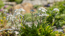 Alpen-Edelweiß / Alpengarten der Universität Innsbruck, Patscherkofel, Tirol, Österreich