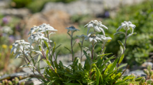 Alpen-Edelweiß / Alpengarten der Universität Innsbruck, Patscherkofel, Tirol, Österreich