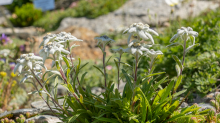 Alpen-Edelweiß / Alpengarten der Universität Innsbruck, Patscherkofel, Tirol, Österreich