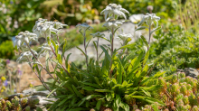 Alpen-Edelweiß / Alpengarten der Universität Innsbruck, Patscherkofel, Tirol, Österreich