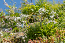 Alpen-Edelweiß / Alpengarten der Universität Innsbruck, Patscherkofel, Tirol, Österreich