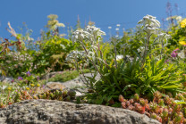 Alpen-Edelweiß / Alpengarten der Universität Innsbruck, Patscherkofel, Tirol, Österreich