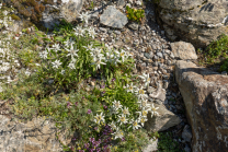 Alpen-Edelweiß / Alpengarten der Universität Innsbruck, Patscherkofel, Tirol, Österreich