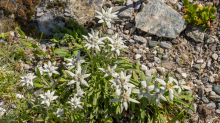 Alpen-Edelweiß / Alpengarten der Universität Innsbruck, Patscherkofel, Tirol, Österreich