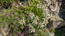 Alpen-Edelweiß / Alpengarten der Universität Innsbruck, Patscherkofel, Tirol, Österreich