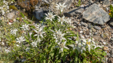 Alpen-Edelweiß / Alpengarten der Universität Innsbruck, Patscherkofel, Tirol, Österreich