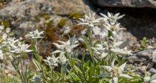 Alpen-Edelweiß / Alpengarten der Universität Innsbruck, Patscherkofel, Tirol, Österreich