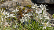 Alpen-Edelweiß / Alpengarten der Universität Innsbruck, Patscherkofel, Tirol, Österreich