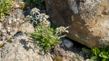 Alpen-Edelweiß / Alpengarten der Universität Innsbruck, Patscherkofel, Tirol, Österreich