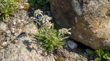 Alpen-Edelweiß / Alpengarten der Universität Innsbruck, Patscherkofel, Tirol, Österreich