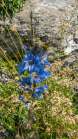 Trauben-Scheinmohn / Alpengarten der Universität Innsbruck, Patscherkofel, Tirol, Österreich