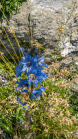 Trauben-Scheinmohn / Alpengarten der Universität Innsbruck, Patscherkofel, Tirol, Österreich