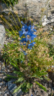 Trauben-Scheinmohn / Alpengarten der Universität Innsbruck, Patscherkofel, Tirol, Österreich