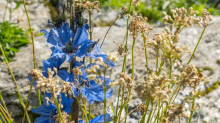 Trauben-Scheinmohn / Alpengarten der Universität Innsbruck, Patscherkofel, Tirol, Österreich