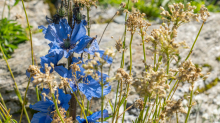 Trauben-Scheinmohn / Alpengarten der Universität Innsbruck, Patscherkofel, Tirol, Österreich