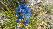 Trauben-Scheinmohn / Alpengarten der Universität Innsbruck, Patscherkofel, Tirol, Österreich