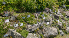 Alpengarten der Universität Innsbruck, Patscherkofel, Tirol, Österreich