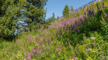 Hochstaudenflur / Alpengarten der Universität Innsbruck, Patscherkofel, Tirol, Österreich