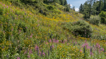 Hochstaudenflur / Alpengarten der Universität Innsbruck, Patscherkofel, Tirol, Österreich