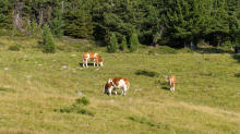 Kühe auf der Alm / Patscherkofel, Tirol, Österreich