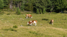 Kühe auf der Alm / Patscherkofel, Tirol, Österreich