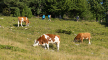 Kühe auf der Alm / Patscherkofel, Tirol, Österreich